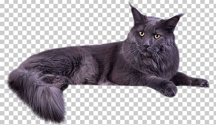 Maine Coon Bombay Cat Nebelung Black Cat Malayan Cat PNG, Clipart, Animals, Asian, Asian Semilonghair, Asian Semi Longhair, Black Cat Free PNG Download