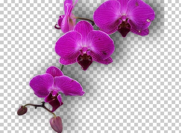 Paranga Restaurant Moth Orchids GIF Painting PNG, Clipart, Dendrobium, Desktop Wallpaper, Floral Design, Flower, Flowering Plant Free PNG Download