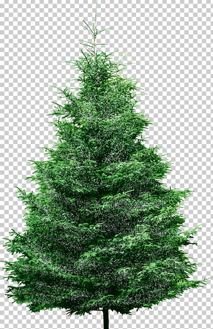 Pine Christmas Tree Spruce Conifers PNG, Clipart, Artificial Christmas Tree, Balsam Fir, Biome, Cedar, Christmas Free PNG Download