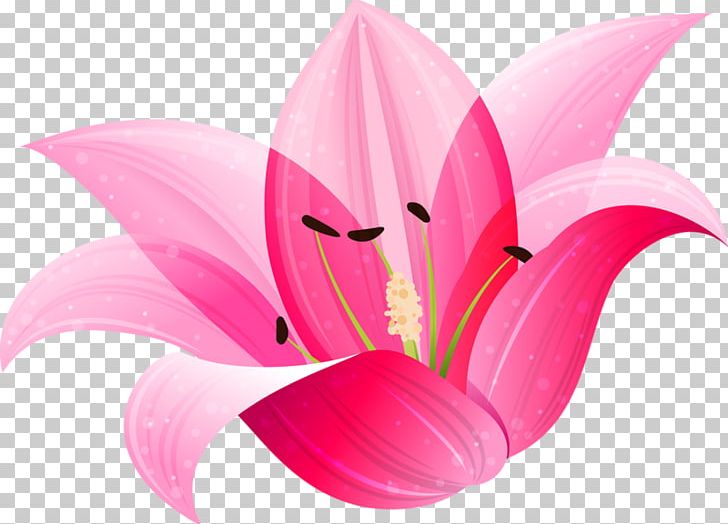 Lilium Flower PNG, Clipart, Aquatic Plant, Closeup, Cut Flowers, Drawing, Flower Free PNG Download