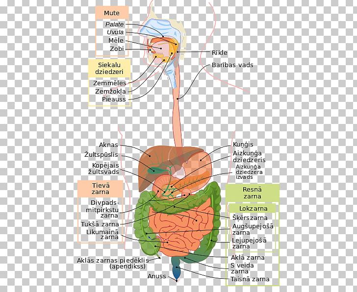 Human Digestive System Gastrointestinal Tract Digestion Anatomy Human Body PNG, Clipart, Abdomen, Anatomy, Angle, Area, Digestion Free PNG Download