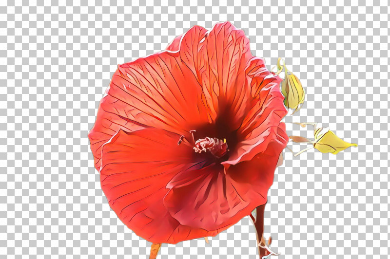 Orange PNG, Clipart, Coquelicot, Flower, Hawaiian Hibiscus, Hibiscus, Orange Free PNG Download