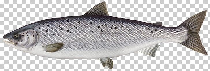 Atlantic Salmon Fish Smoked Salmon Salmonids PNG, Clipart, Animal ...