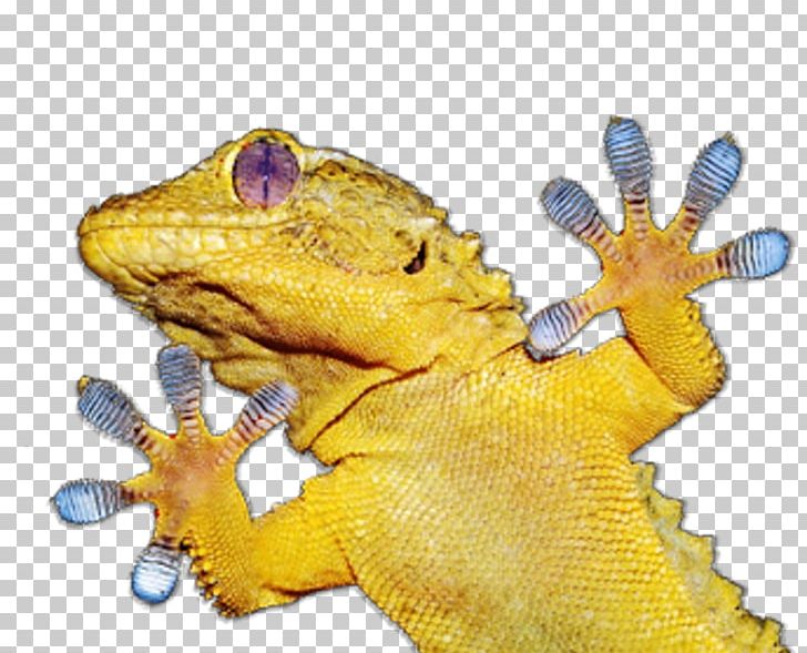 Gecko Lizard Amphibian Animal PNG, Clipart, Amphibian, Animal, Animal Figure, Animals, Fauna Free PNG Download