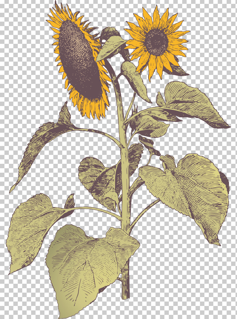 Sunflower PNG, Clipart, Daisy Family, Flower, Leaf, Plant, Sunflower Free PNG Download