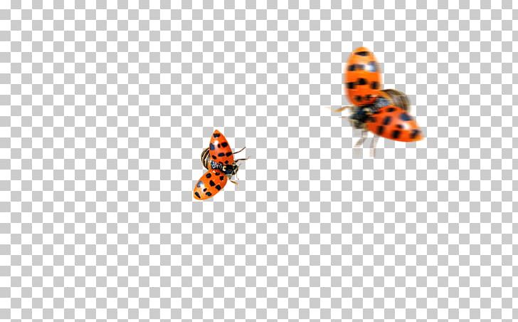 Butterfly Insect Ladybird Coccinella Septempunctata PNG, Clipart, Animal, Butterfly, Cartoon, Computer Wallpaper, Encapsulated Postscript Free PNG Download