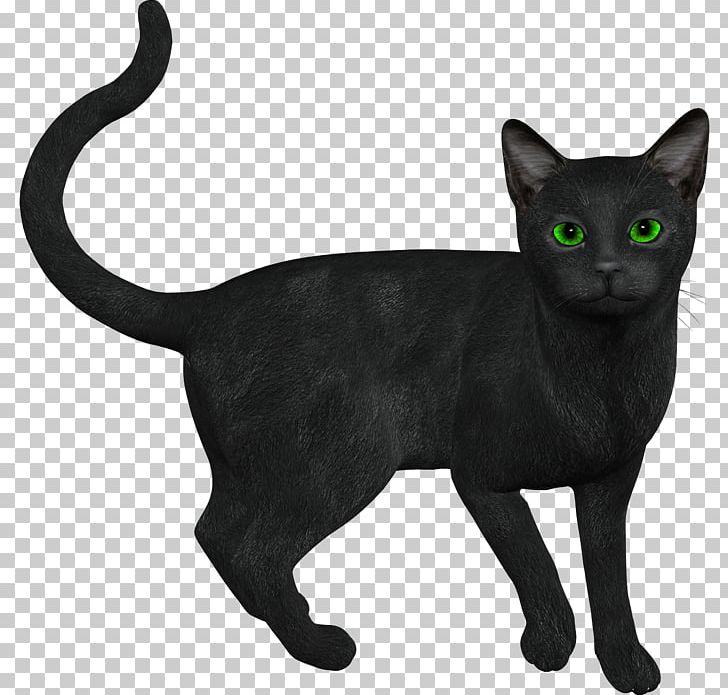 Cat Kitten Drawing PNG, Clipart, Animals, Asian, Black Cat, Bombay, Burmese Free PNG Download