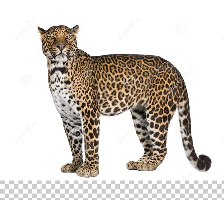 Leopard Collins English Dictionary Jaguar Book PNG, Clipart, Animals, Big Cats, Book, Carnivoran, Cat Like Mammal Free PNG Download