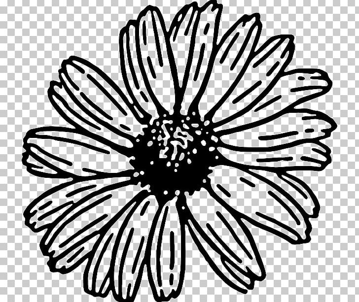 Transvaal Daisy Common Daisy Free Content PNG, Clipart, Black, Black And White, Blog, Blue, Chrysanths Free PNG Download