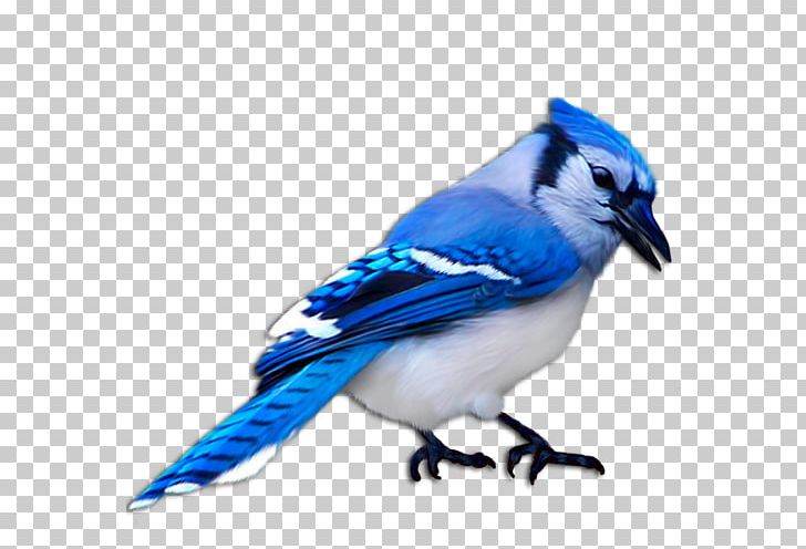 Blue Jay Bird Finch Domestic Canary PNG, Clipart, American Sparrows, Animal, Animals, Atlantic Canary, Beak Free PNG Download
