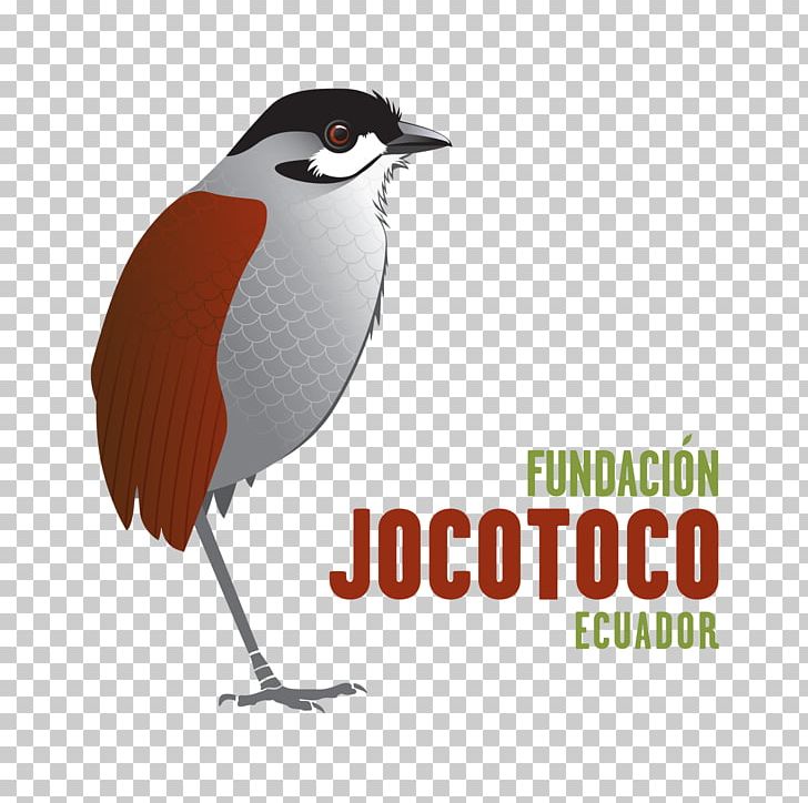 Fundación De Conservación Jocotoco Loja Jocotoco Antpitta Conservation Quito PNG, Clipart, Advertising, Beak, Biological Organisation, Biology, Bird Free PNG Download