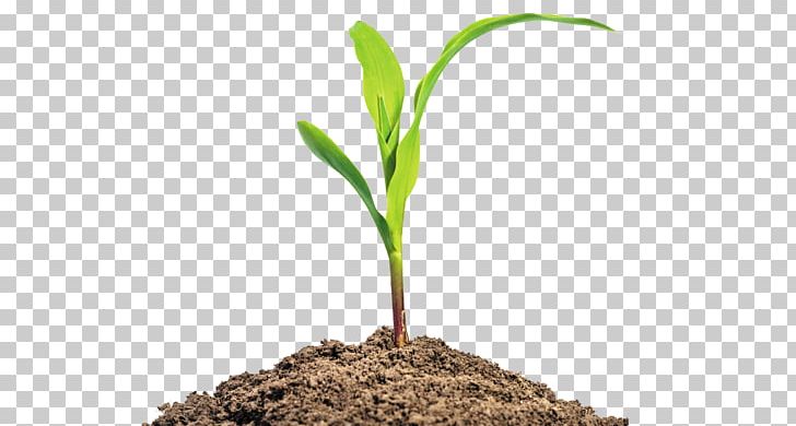 Maize Seedling Baby Corn Stock Photography Plant PNG, Clipart, Agriculture, Baby Corn, Commodity, Crop, Field Corn Free PNG Download