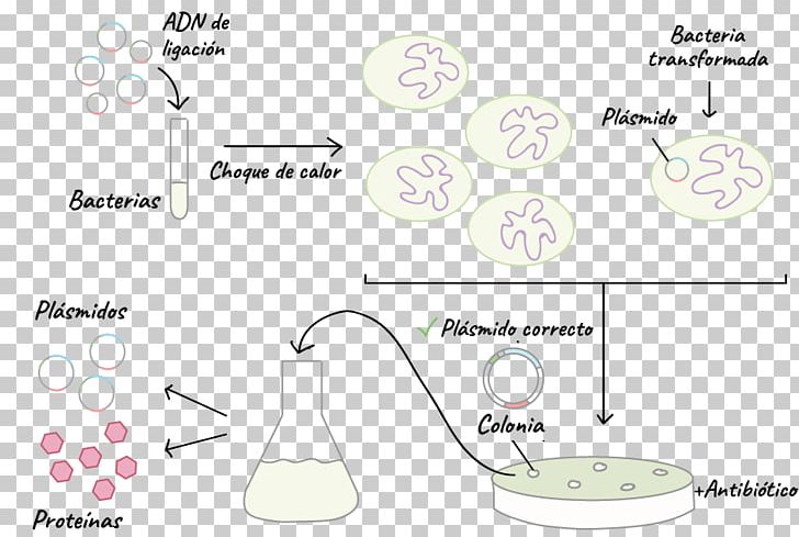 Transformation Bacteria Plasmid DNA Cloning PNG, Clipart, Angle, Area, Art, Bacteria, Circle Free PNG Download