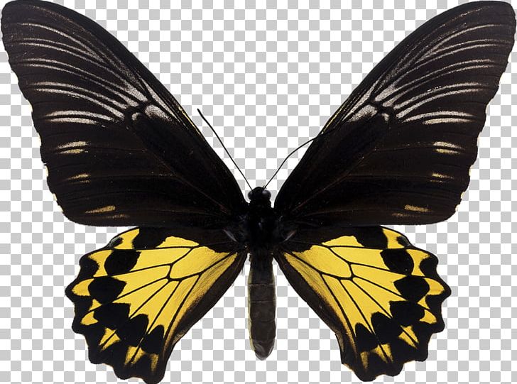 Butterfly Trogonoptera Brookiana Birdwing Troides Helena PNG, Clipart, Arthropod, Birdwing, Brush Footed Butterfly, Butterfly, Insect Free PNG Download