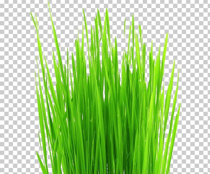 Lawn Aerator Grass Weed PNG, Clipart, Aeration, Chamomile, Chrysopogon Zizanioides, Commodity, Depositphotos Free PNG Download