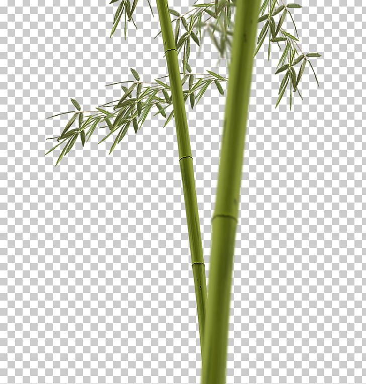 Tropical Woody Bamboos Flowerpot PNG, Clipart, Bam, Bamboo, Flowerpot, Grass Family, Others Free PNG Download