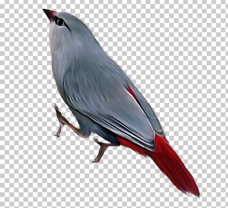 Bird Reptile Bald Eagle Passerine Beak PNG, Clipart, Accipitriformes, Animals, Bald Eagle, Beak, Bird Free PNG Download