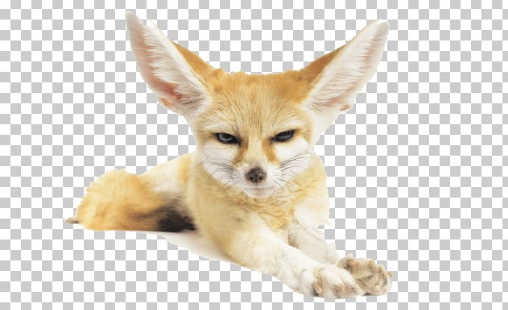 Fennec Fox Red Fox Dog PNG, Clipart, Animals, Canidae, Carnivoran, Desert, Dog Free PNG Download