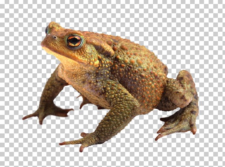 Frog Stock Photography Stock.xchng IStock PNG, Clipart, Agamidae, Amphibian, Animals, Bullfrog, Common Toad Free PNG Download