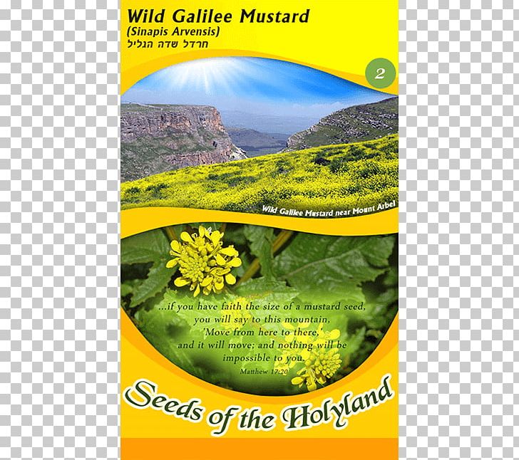 Parable Of The Mustard Seed Mustard Plant PNG, Clipart, Bible, Ecosystem, Flora, Flower, Galilee Free PNG Download