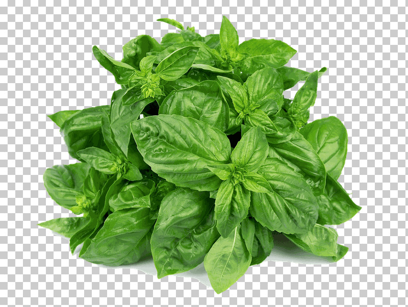 Leaf Plant Basil Flower Food PNG, Clipart, Basil, Flower, Food, Herb, Ingredient Free PNG Download