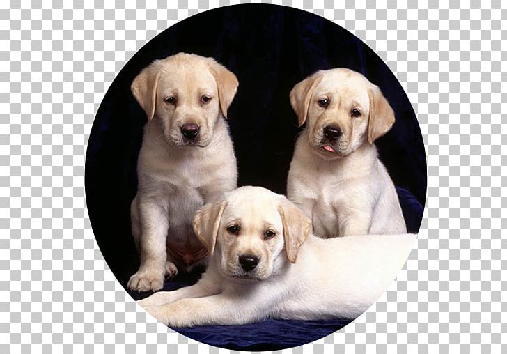 Labrador Retriever Golden Retriever Puppy Kitten PNG, Clipart, Animal, Animals, Breed, Carnivoran, Companion Dog Free PNG Download