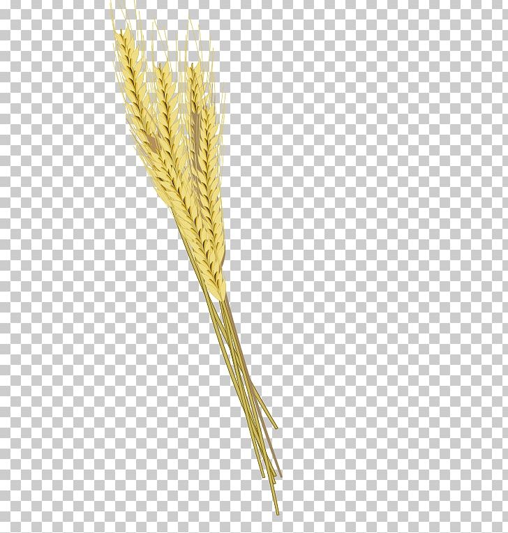 Barley Cereal Ear Einkorn Wheat PNG, Clipart, Barley, Cereal, Cereal Germ, Commodity, Common Wheat Free PNG Download