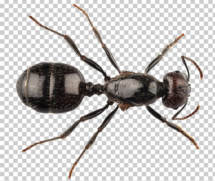 Black Garden Ant Insect Queen Ant Stock Photography PNG, Clipart, Animals, Ant, Ant Colony, Anting, Arachnid Free PNG Download