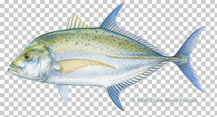 Giant Trevally Pacific Crevalle Jack Bluefin Trevally Blue Runner PNG, Clipart, Blue Runner, Bony Fish, Cabo San Lucas, Carangidae, Crevalle Jack Free PNG Download