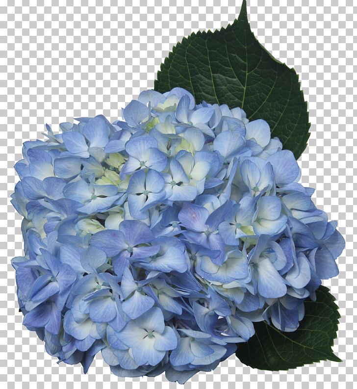 Hydrangea Cut Flowers Blue Green PNG, Clipart, Annual Plant, Blue, Blue Flower, Bluegreen, Color Free PNG Download