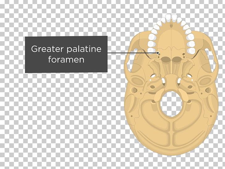 Pterygoid Processes Of The Sphenoid Medial Pterygoid Muscle Sphenoid Bone Maxilla PNG, Clipart, Anatomy, Bone, Brand, Clutch Part, Concha Free PNG Download