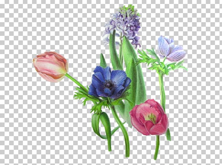 Tulip Cut Flowers Floral Design Plant Stem PNG, Clipart, Cut Flowers, Floral Design, Flower, Flowering Plant, Flowers Free PNG Download