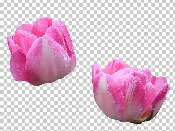 Tulip PNG, Clipart, Flower, Flowering Plant, Flowers, Magenta, Petal Free PNG Download