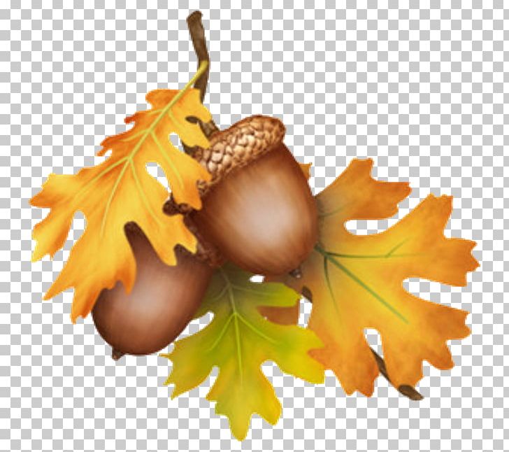 Acorn Thanksgiving Tree PNG, Clipart, Acorn, Bark, Bur Oak, Chestnut, Food Free PNG Download