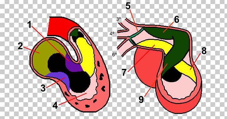 Human Anatomy Embryology Heart Development PNG, Clipart, Anatomy, Art, Artwork, Beak, Developmental Biology Free PNG Download