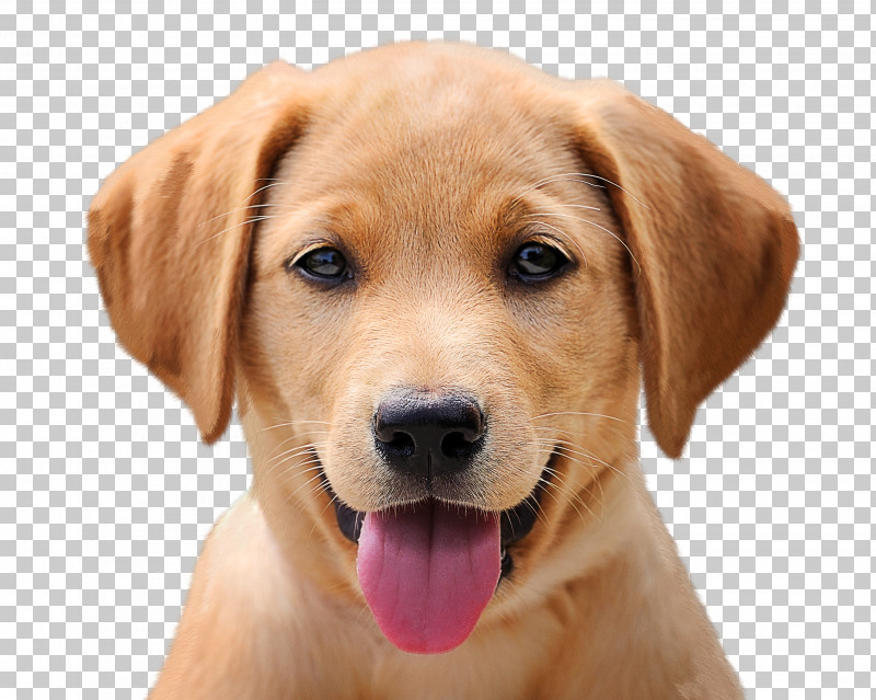 Labrador Retriever Cat Puppy Golden Retriever Dog Grooming PNG, Clipart, Cat, Dog, Dog Grooming, Dog Health, Golden Retriever Free PNG Download