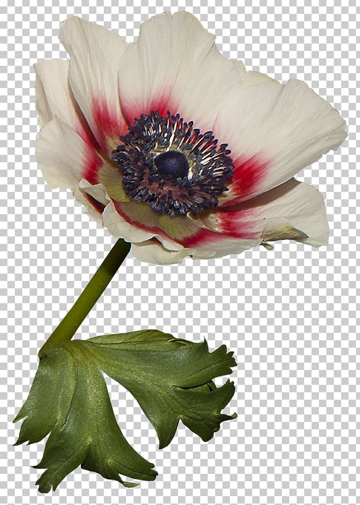 Anemone Cut Flowers Plant Stem Petal PNG, Clipart, 2pop, Anemone, Art, Carnival, Christmas Free PNG Download