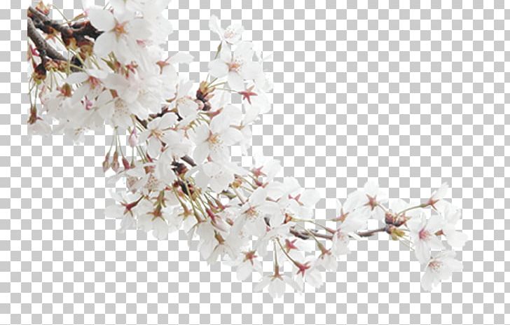 Blossom Publicity PNG, Clipart, Adobe Illustrator, Background White, Black White, Branch, Cherry Free PNG Download