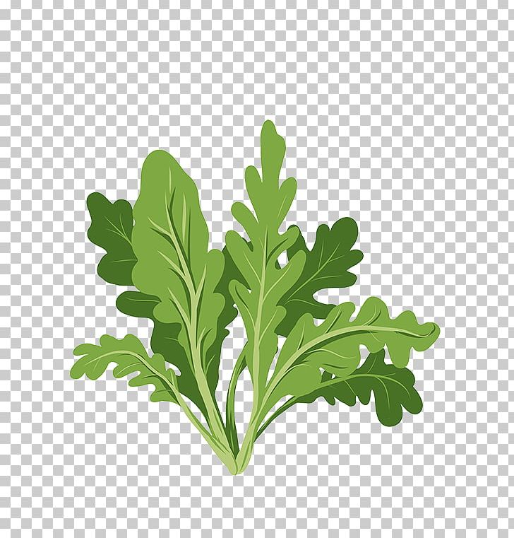 Parsley Arugula Leaf Stock Photography PNG, Clipart, Arugula, Depositphotos, Grass, Green, Herb Free PNG Download