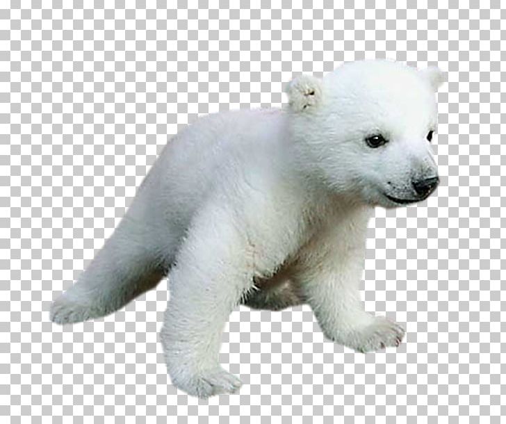 Polar Bear Baby Animals For Kids PNG, Clipart, Animal, Animals, Baby Animals, Bear, Bit Free PNG Download