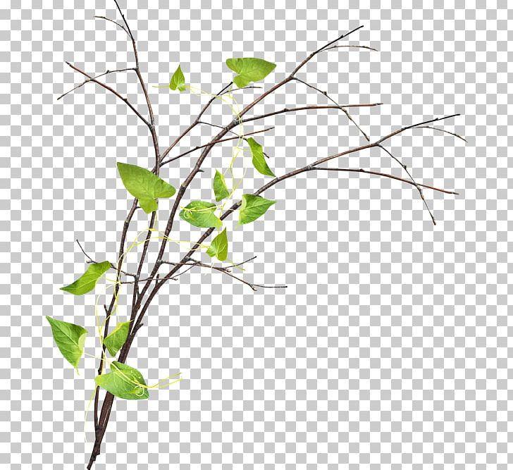 Twig Branch PNG, Clipart, Branch, Computer Font, Digital Image, Flora, Flower Free PNG Download