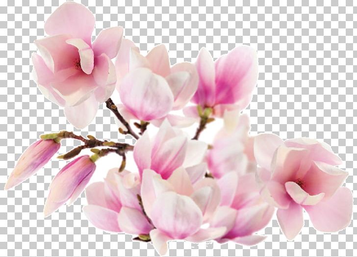 Magnolia ST.AU.150 MIN.V.UNC.NR AD Family Flower Petal PNG, Clipart, Blossom, Branch, Cherry Blossom, Family, Flor Free PNG Download
