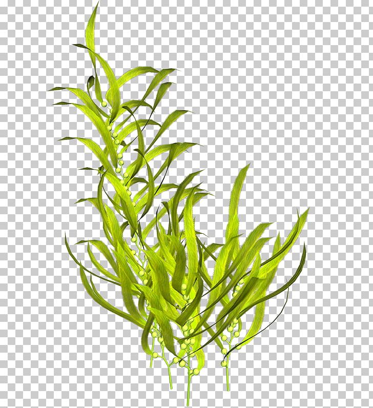 Seaweed Algae Plant PNG, Clipart, Algae, Aquarium Decor, Aquatic Plants, Commodity, Coral Free PNG Download