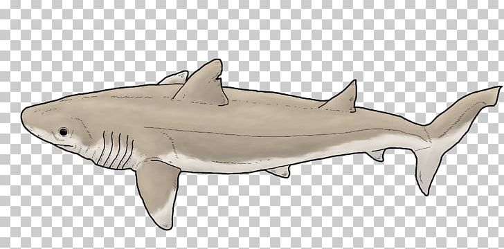 Tiger Shark Digital Art PNG, Clipart, Animal, Animal Figure, Animals, Art, Carcharhiniformes Free PNG Download