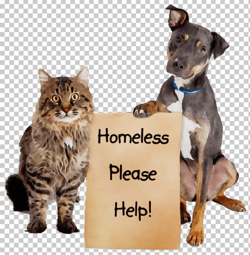Dog Cat Animal Shelter Pet Adoption Animal Rescue Group PNG, Clipart,  Abandoned Pets, Animal Control And