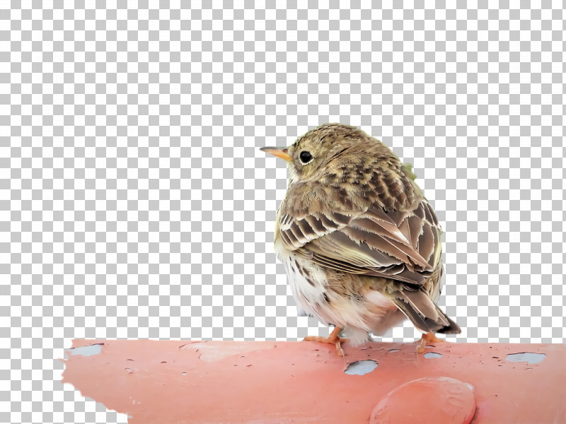 House Sparrow Ortolan Bunting Finches Old World Flycatchers Wrens PNG, Clipart, American Sparrows, Beak, Finches, House, House Sparrow Free PNG Download
