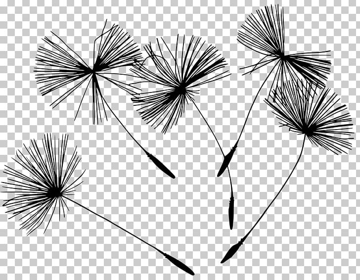 Horizons Holistic Health Clinic Drawing Photography PNG, Clipart, Black And White, Branch, Dandelion, Desktop Wallpaper, Flora Free PNG Download