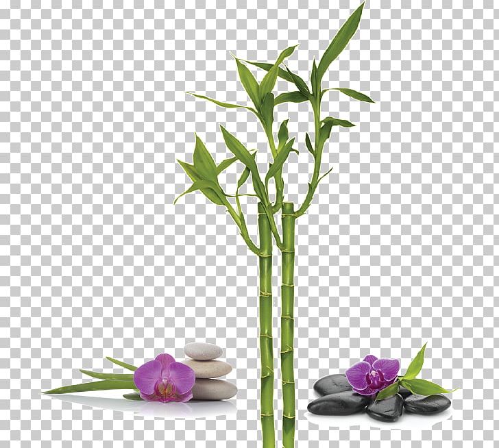 Lucky Bamboo Bamboe Vase Trellis PNG, Clipart, Alternative Medicine, Bamboe, Bamboo, Bamboo Musical Instruments, Cut Flowers Free PNG Download