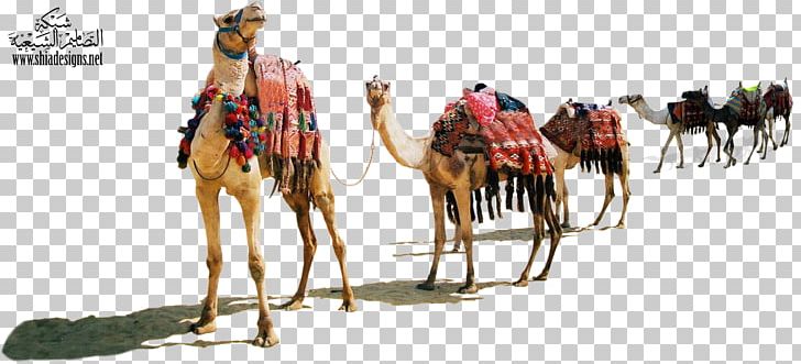 Dromedary Muharram Desert Animal Justdial PNG, Clipart, Animal, Animals, Arabian Camel, Bloodhorse, Camel Free PNG Download