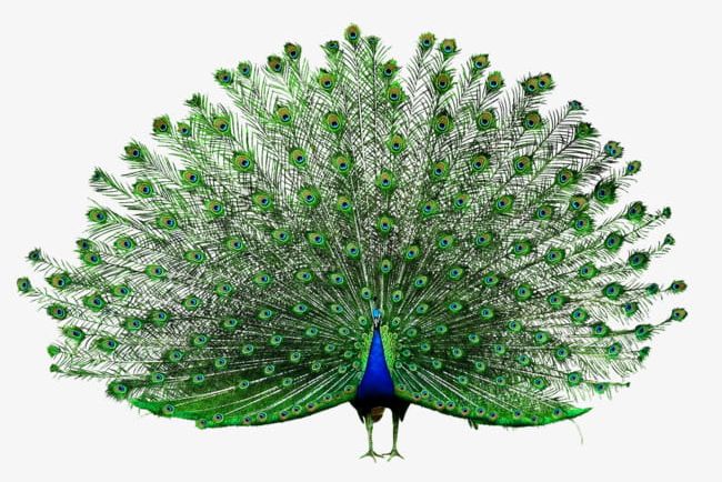Open Peacock PNG, Clipart, Animal, Beautiful, Open, Open Clipart, Open Screen Free PNG Download